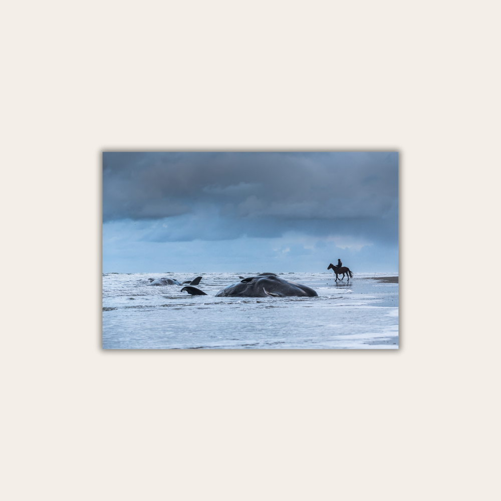 Pottwalstrandung 5.0 (Leinwandprint 60x90cm)