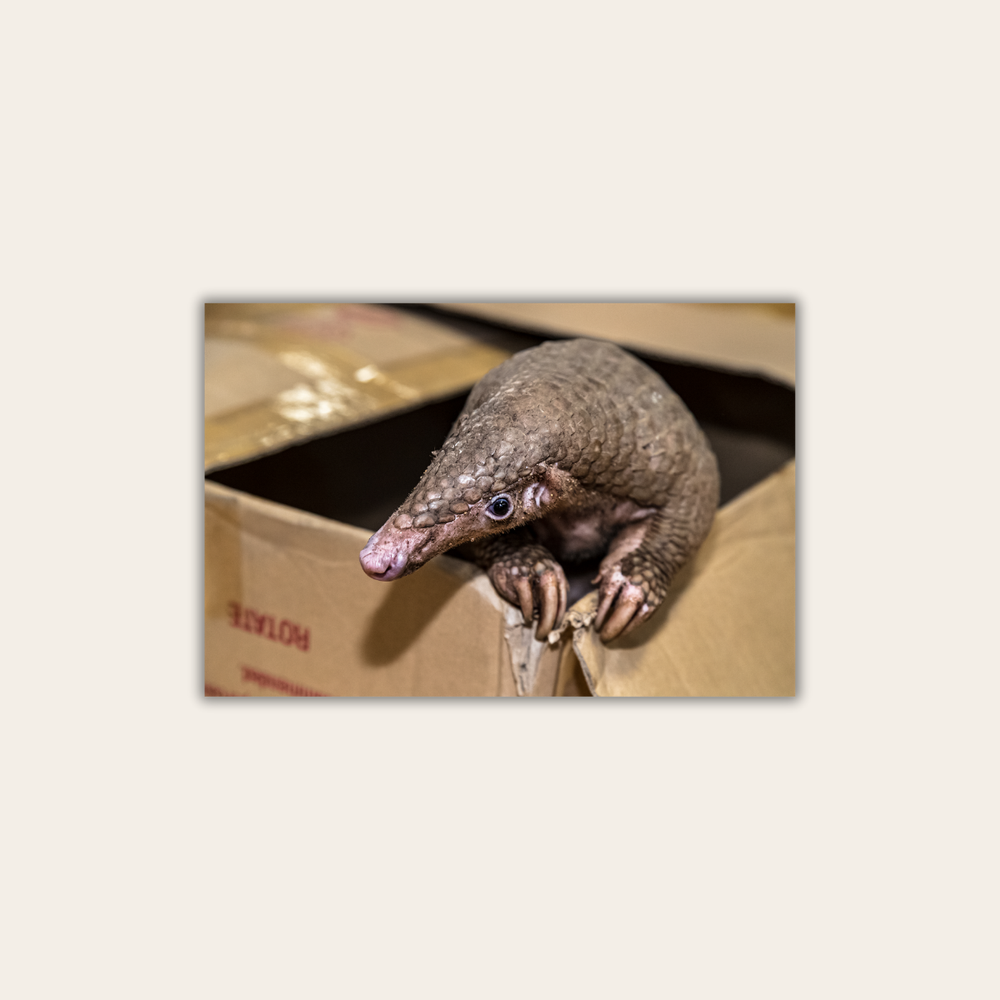 Schuppentier 2.0 (Leinwandprint 60x90cm)