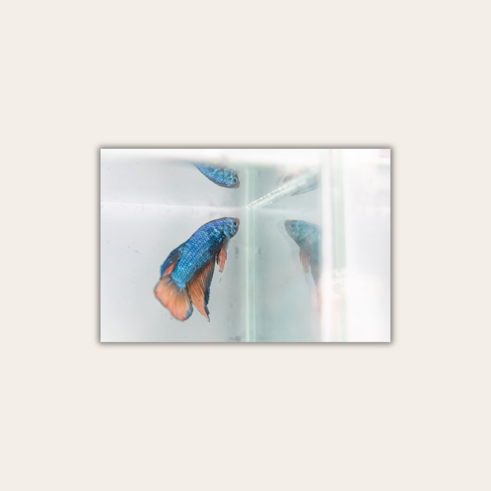 Wildtierhandel (Leinwandprint 60x90cm)