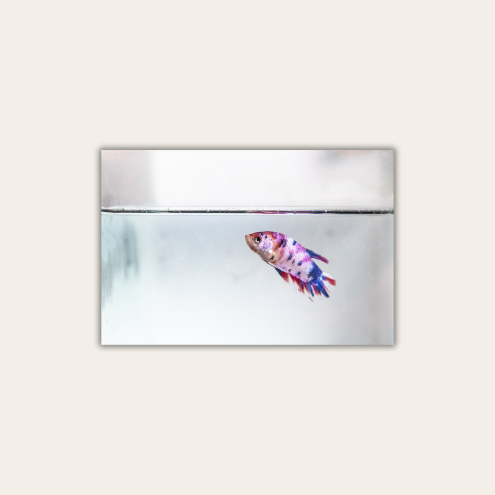 Wildtierhandel 2.0 (Leinwandprint 60x90cm)