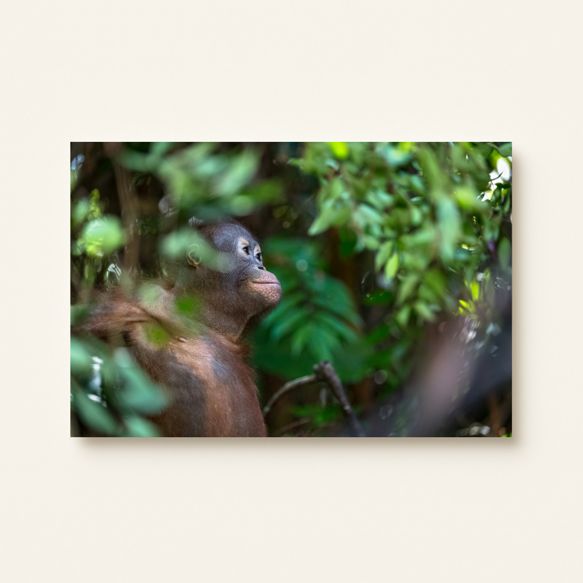 Borneo-Orang-Utan (Leinwandprint 60x90cm)