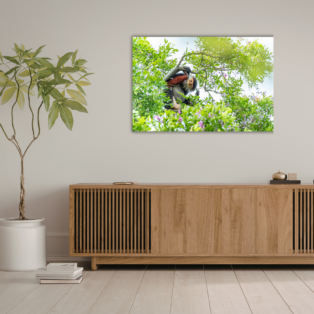 Rotschenkliger Kleideraffe (Leinwandprint 60x90cm)