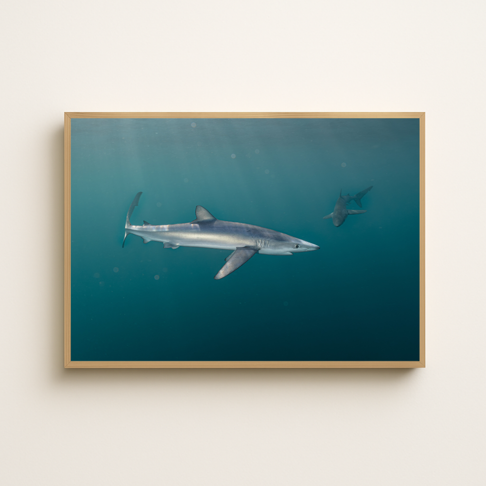 Blauhai 5.0 (Fine Art Print 30x45cm)