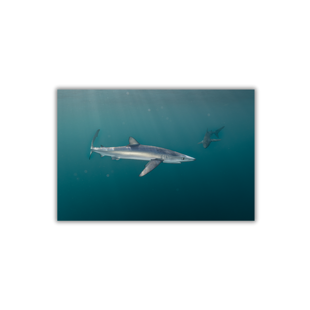 Blauhai 5.0 (Fine Art Print 30x45cm)