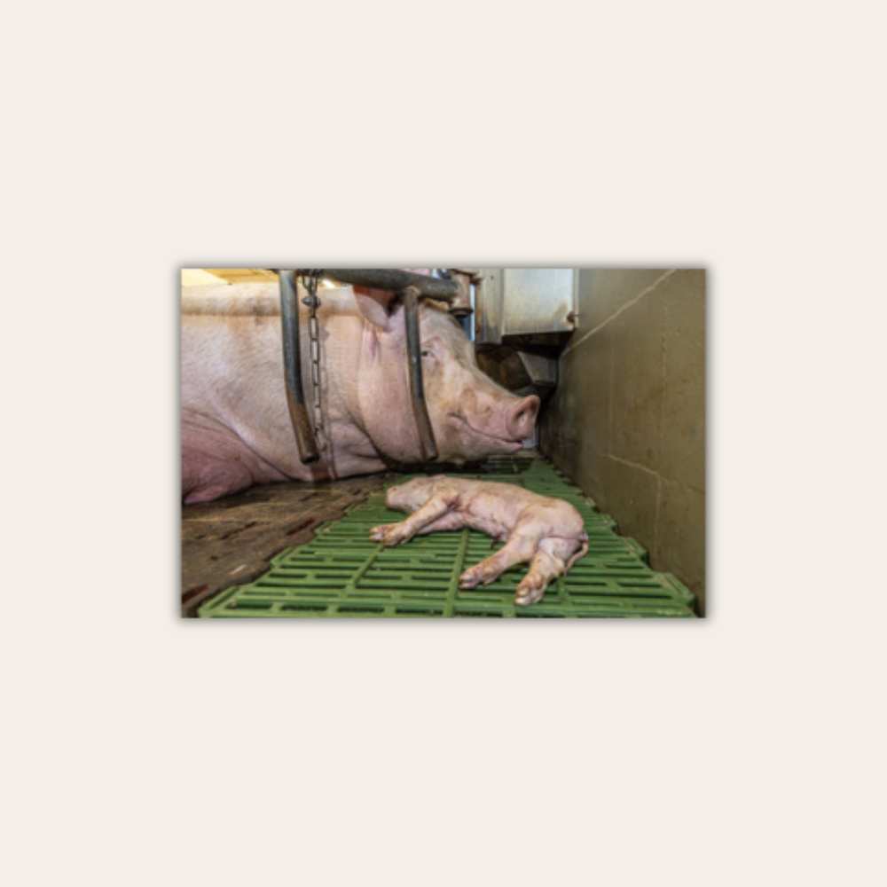 Mission Schwein 4.0 (Leinwandprint 60x90cm)