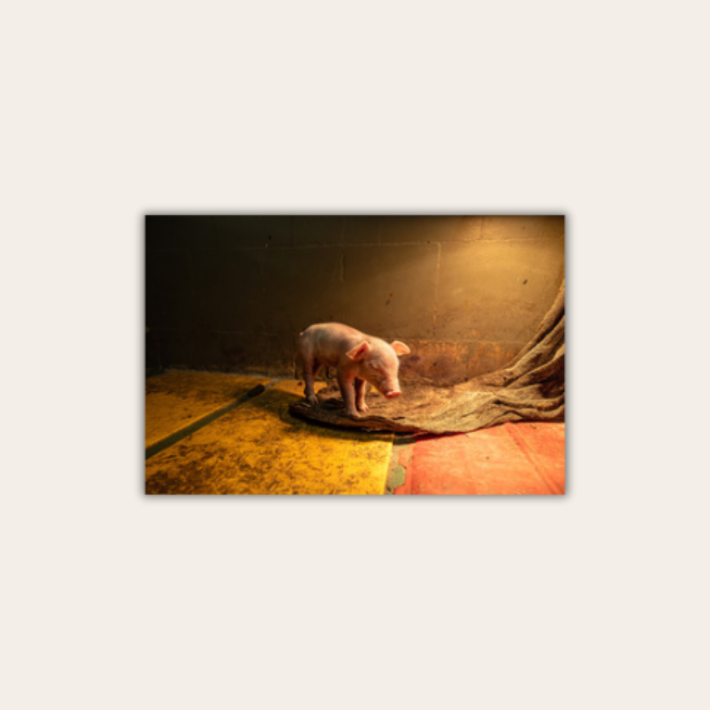 Mission Schwein 3.0 (Leinwandprint 60x90cm)