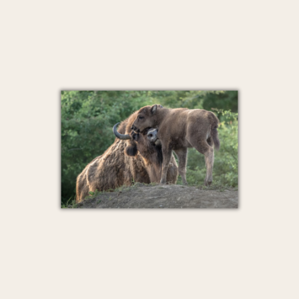 Wisent 4.0 (Leinwandprint 60x90cm)