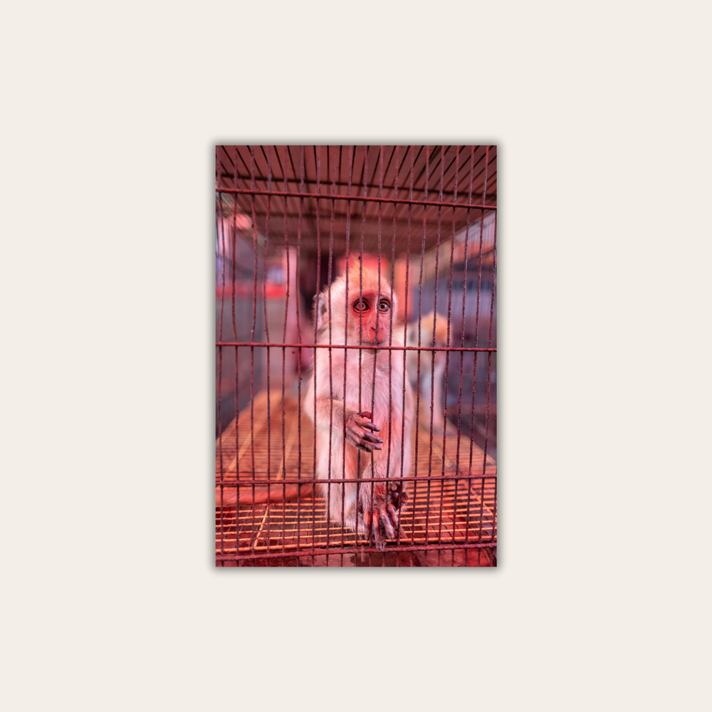 Wildtierhandel 6.0 (Leinwandprint 60x90cm)