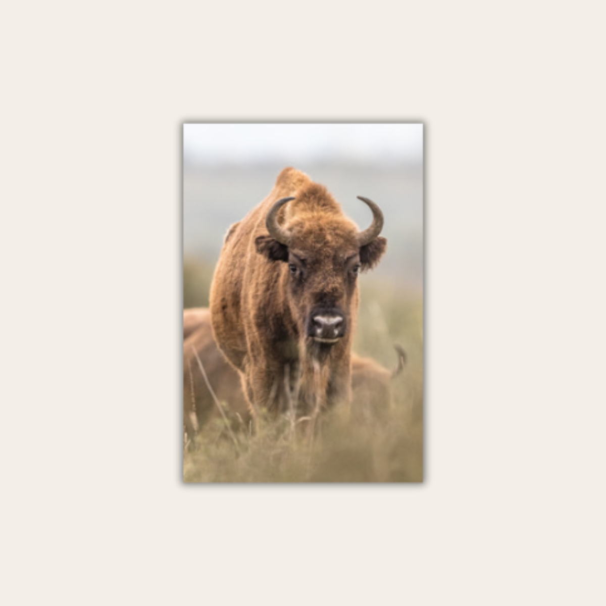 Wisent 3.0 (Leinwandprint 90x60cm)