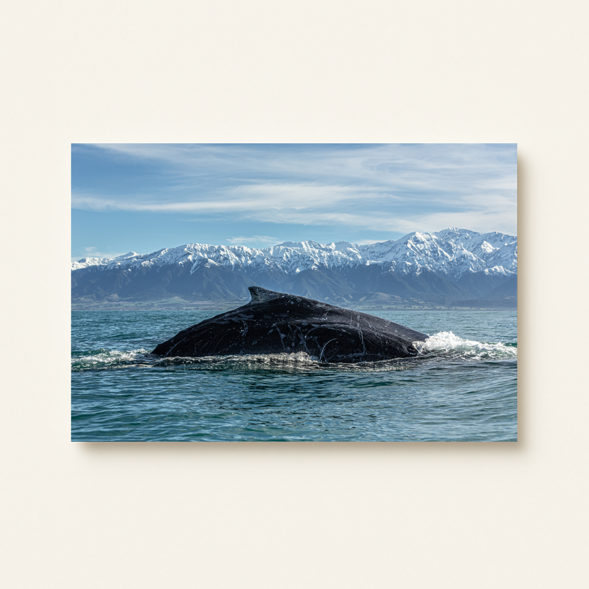 Buckelwal in Kaikoura (Leinwandprint 60x90cm)