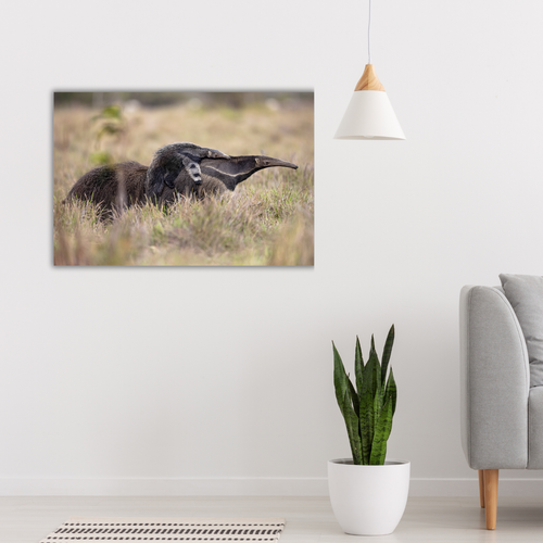 Ameisenbär (Leinwandprint 60x90cm)