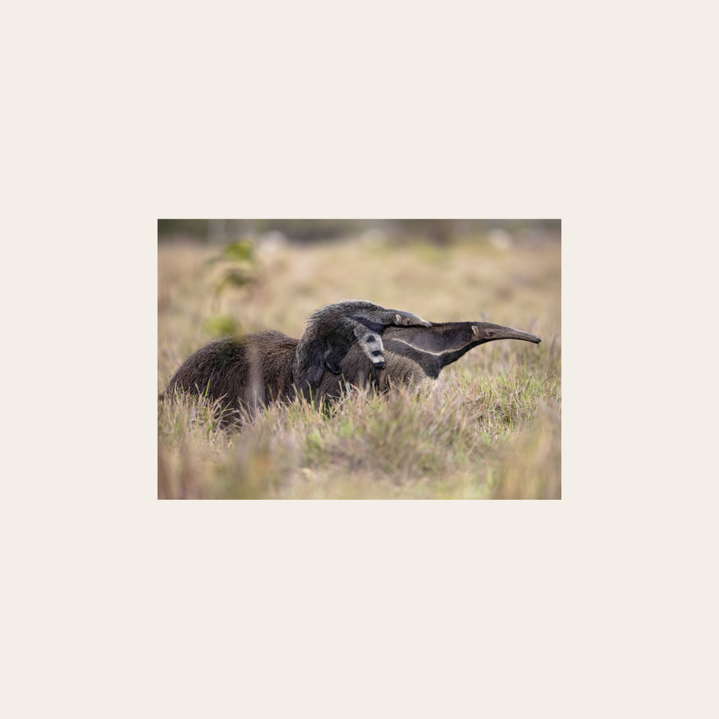 Ameisenbär (Leinwandprint 60x90cm)