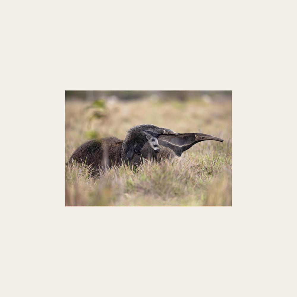 Ameisenbär (Leinwandprint 60x90cm)