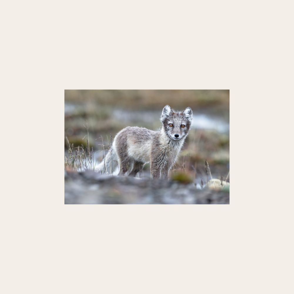 Polarfuchs (Leinwandprint 60x90cm)