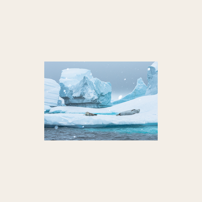 Krabbenfresser-Robbe (Leinwandprint 60x90cm)