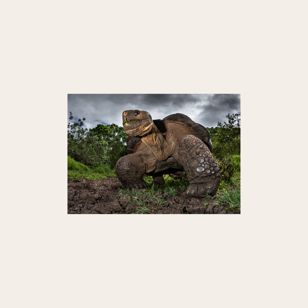 Riesenschildkröte (Leinwandprint 60x90cm)