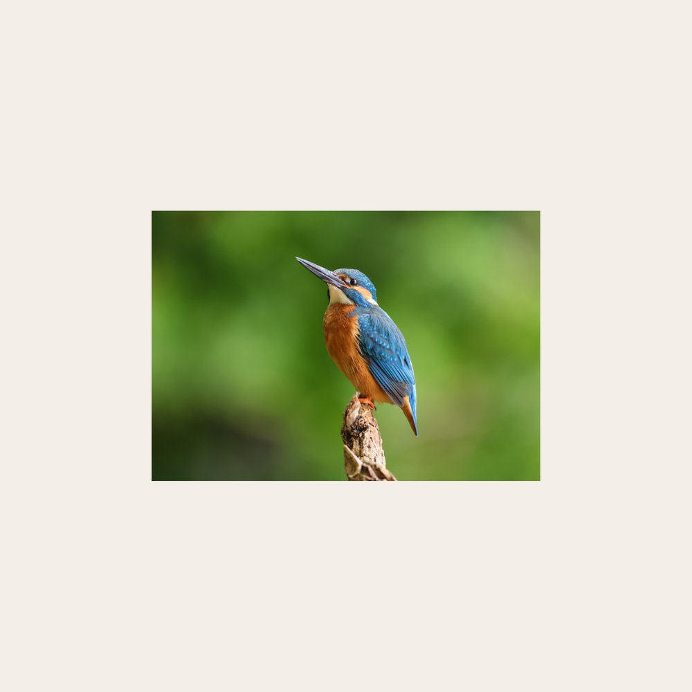 Eisvogel (Leinwandprint 60x90cm)