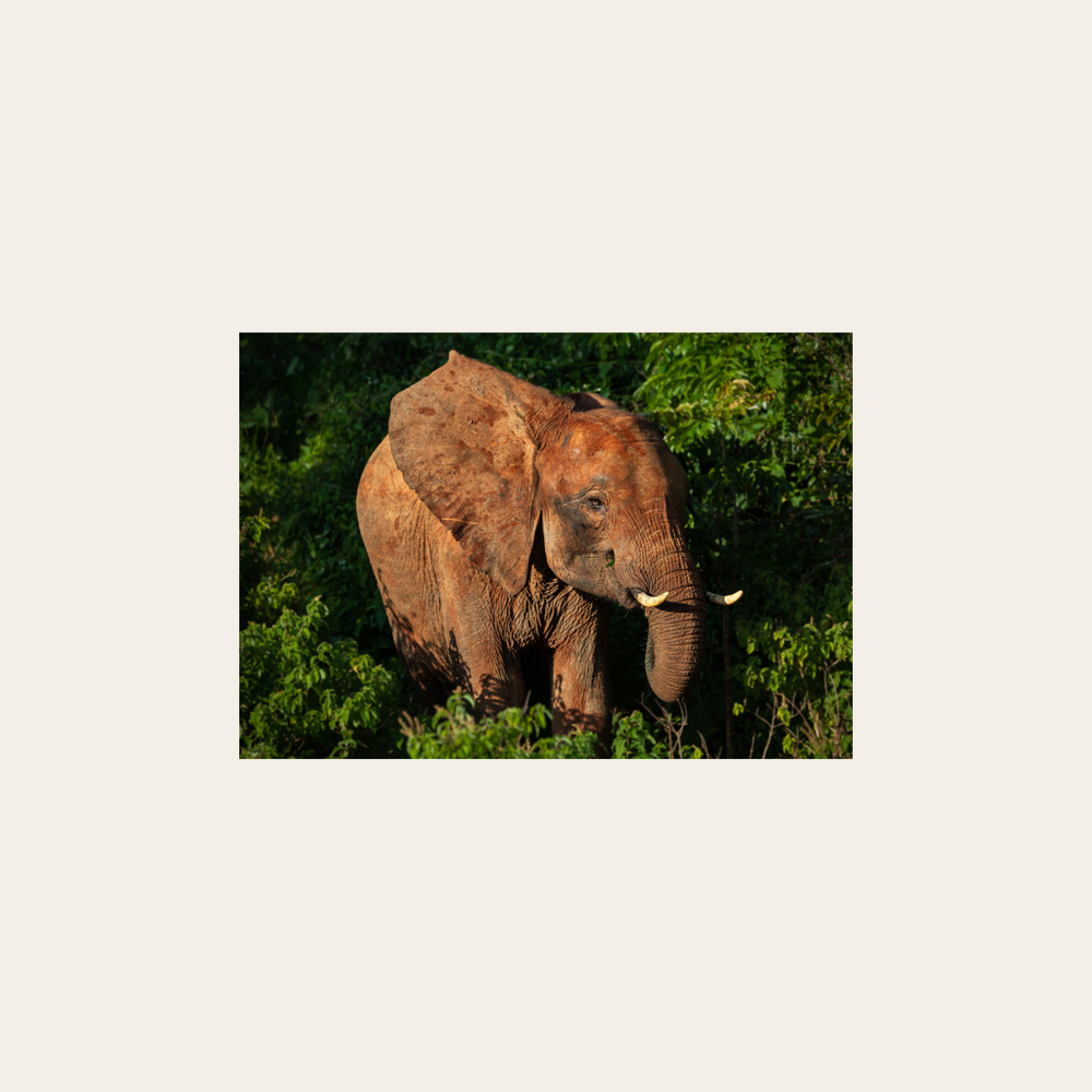 Wald Elefant (Leinwandprint 60x90cm)