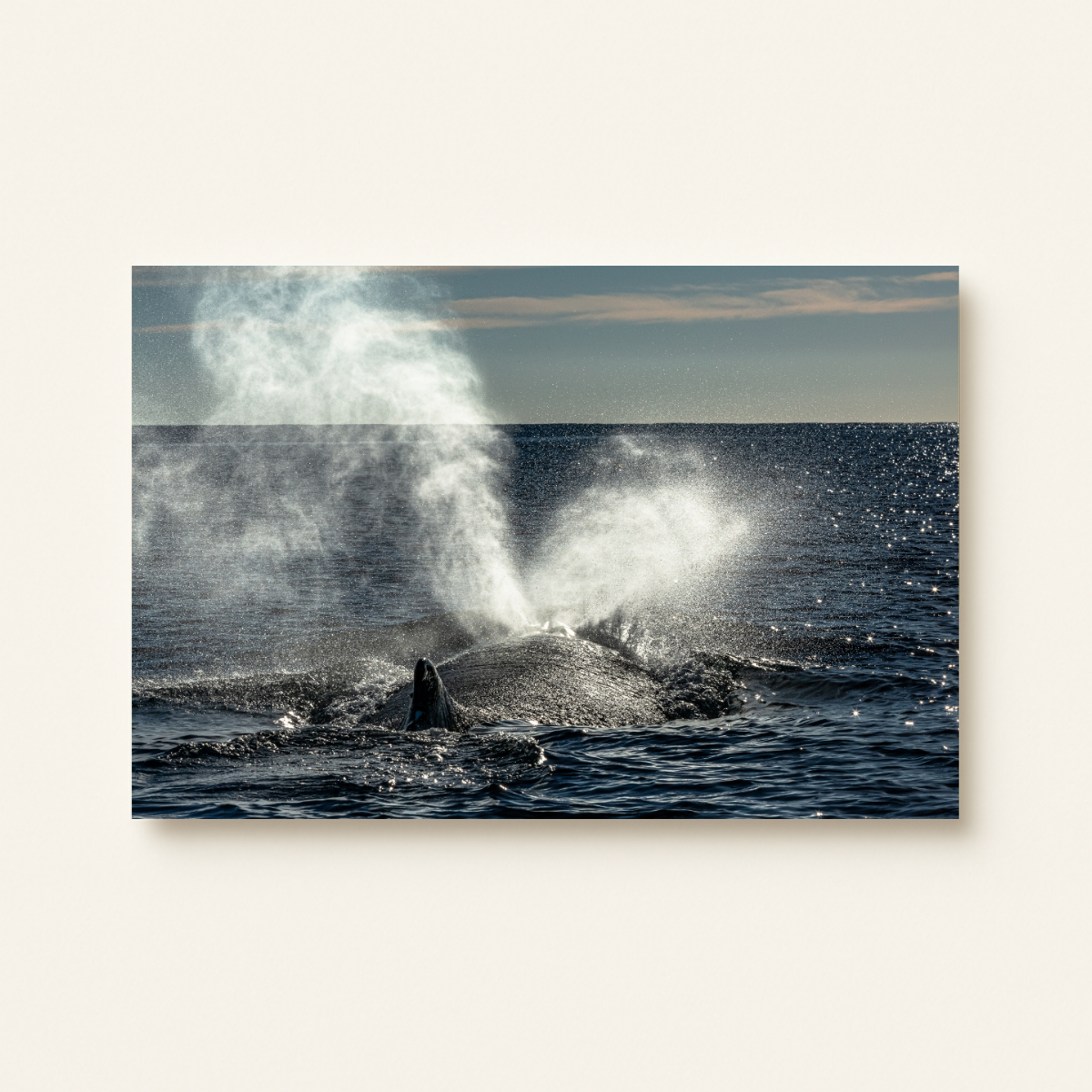 Buckelwal-Blas (Leinwandprint 60x90cm)