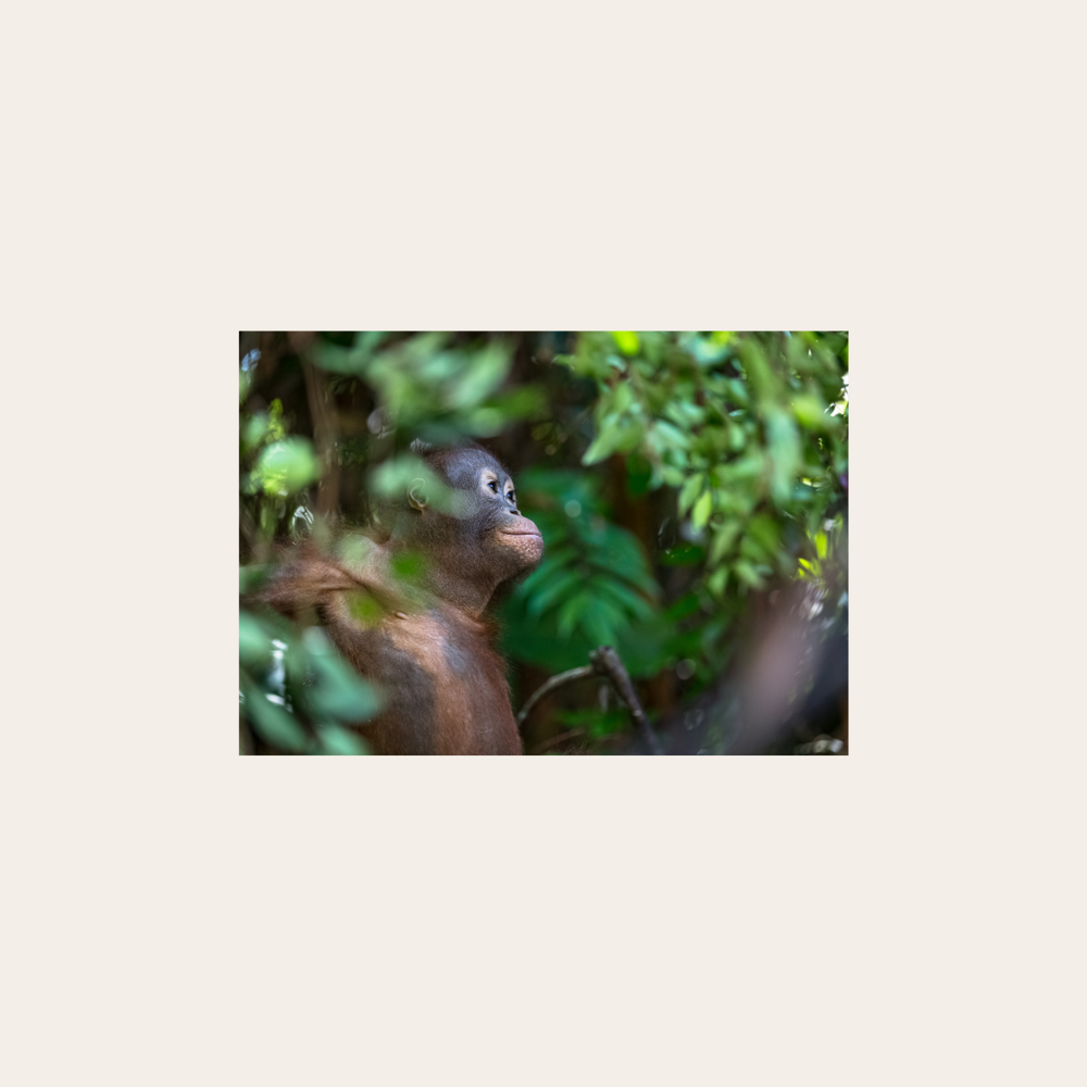 Borneo-Orang-Utan (Leinwandprint 60x90cm)