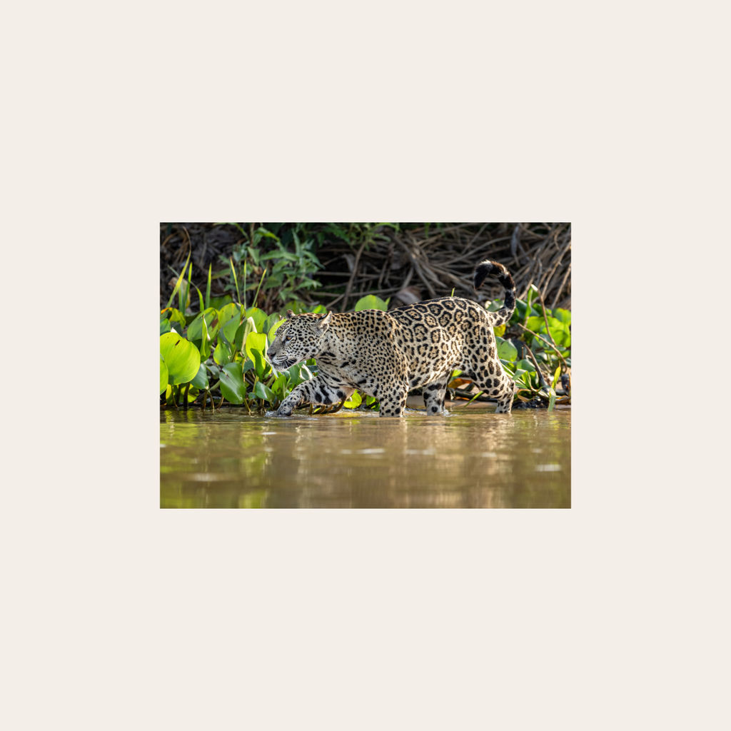 Jaguar (Leinwandprint 60x90cm)