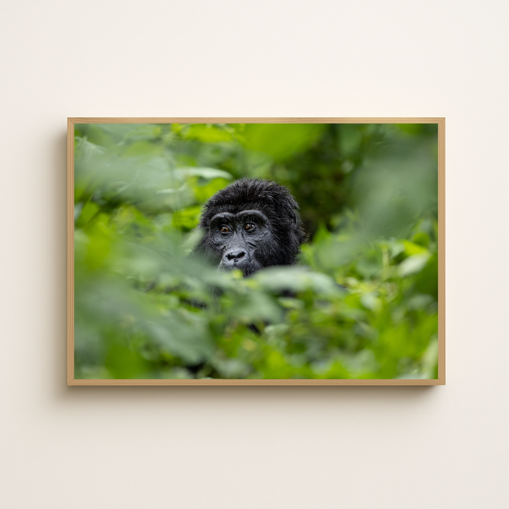 Berggorilla Porträt (Fine Art Print 30x45cm)