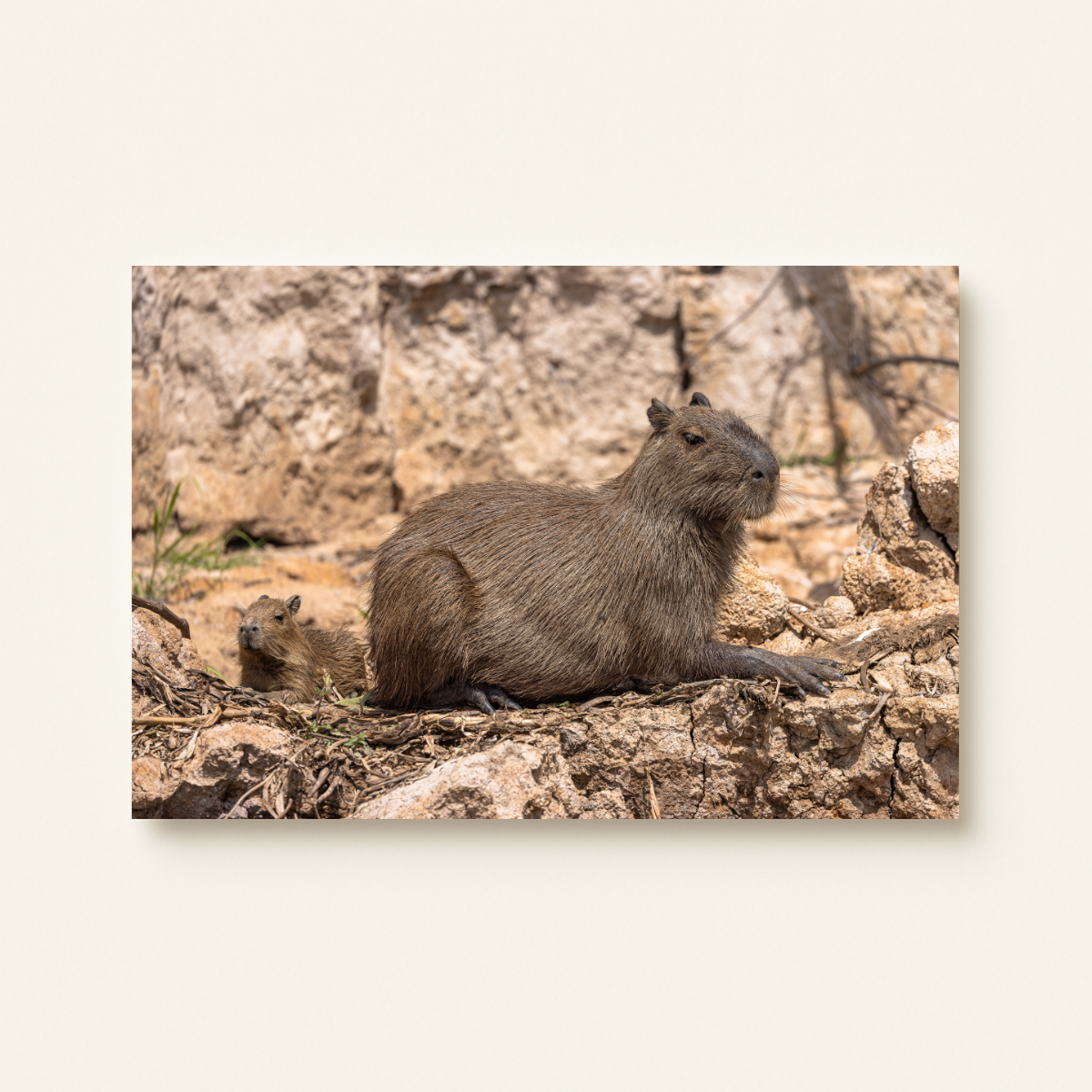 Capybara Mutter mit Baby (Leinwandprint 60x90cm)
