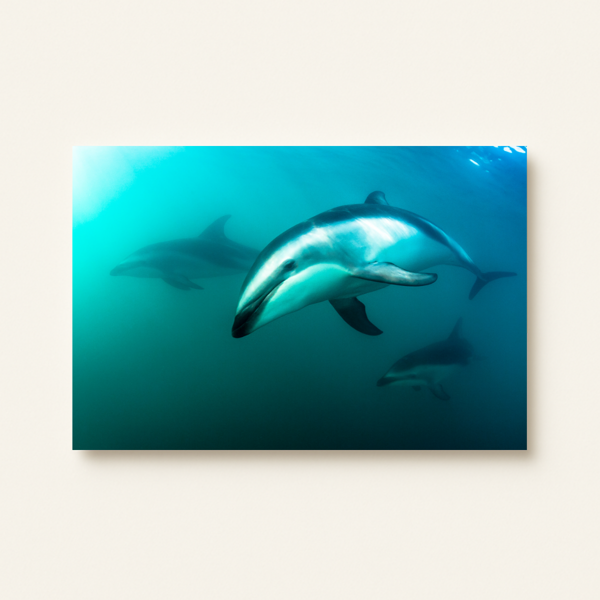 Delfine (Leinwandprint 60x90cm)