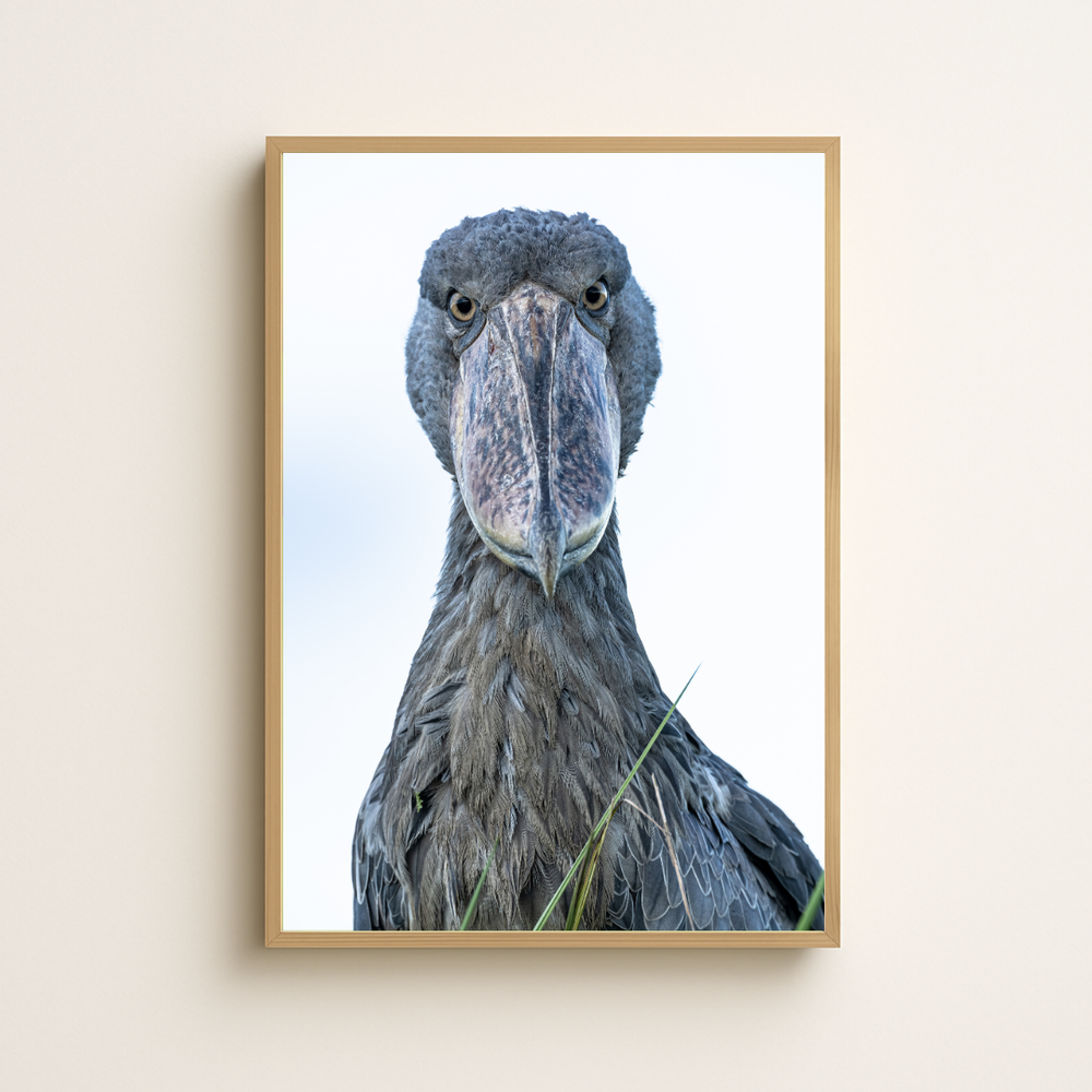 Schuhschnabel Porträt (Fine Art Print 45x30cm)