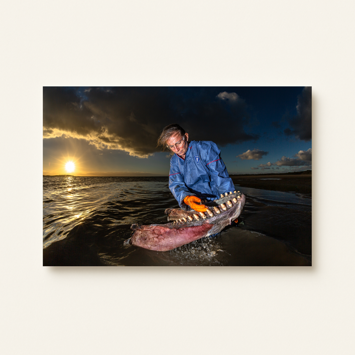 Dr. Ingrid Visser mit Orca Kiefer (Leinwandprint 60x90cm)