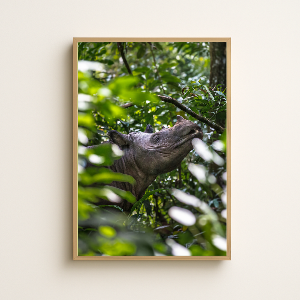 Sumatra Nashorn Porträt (Fine Art Print 45x30cm)
