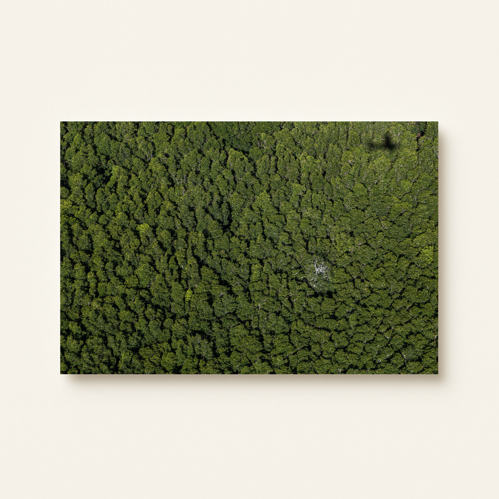 Dschungel Philippinen (Leinwandprint 60x90cm)