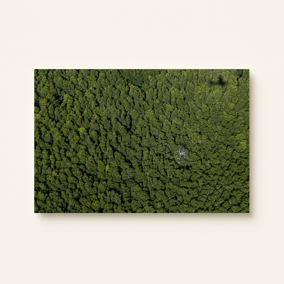 Dschungel Philippinen (Leinwandprint 60x90cm)