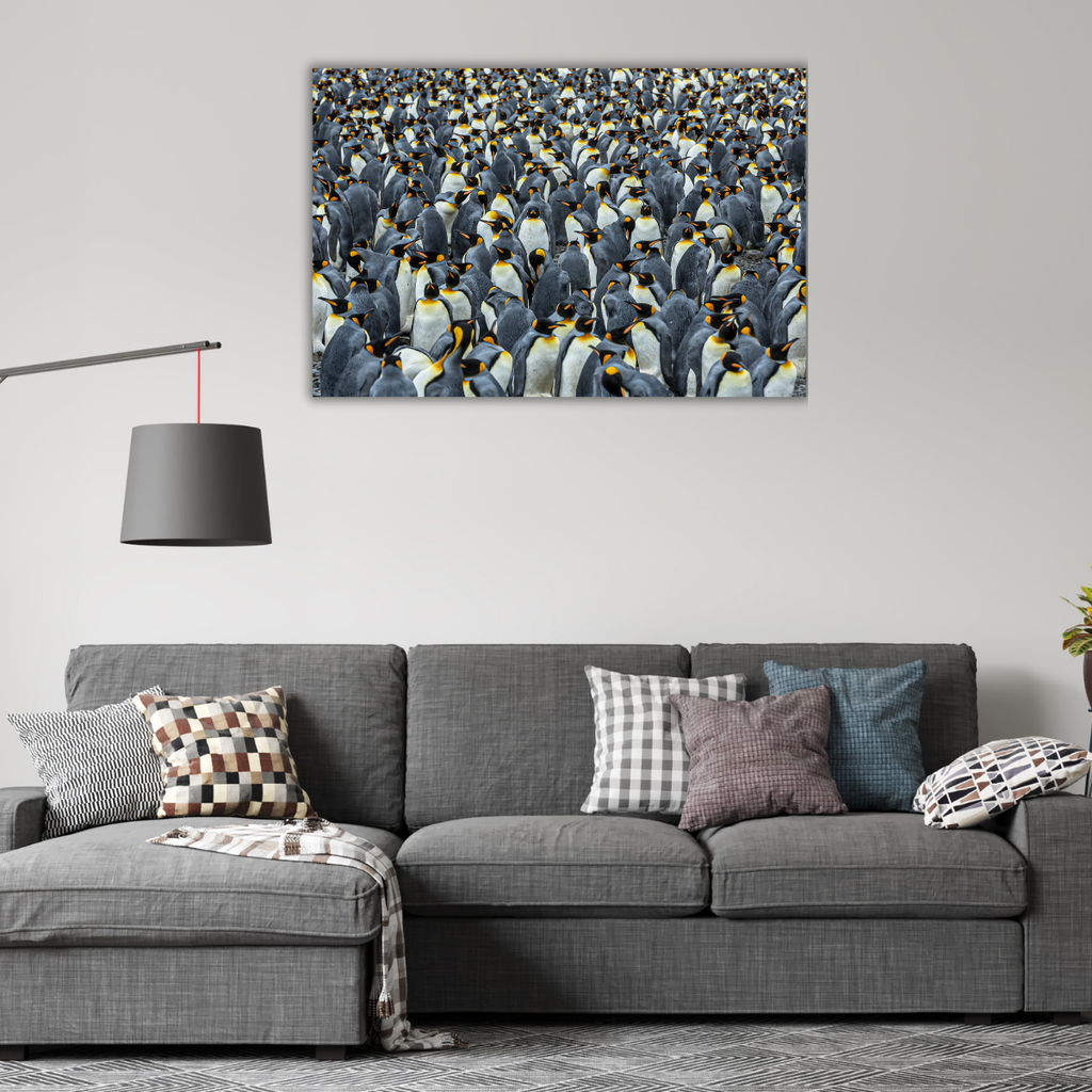 Königspinguin-Kolonie (Leinwandprint 60x90cm)