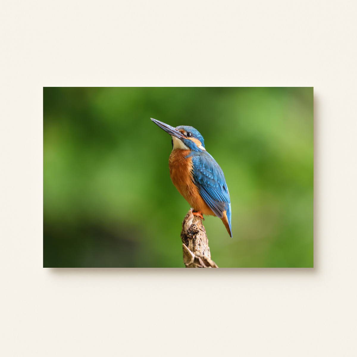 Eisvogel (Leinwandprint 60x90cm)