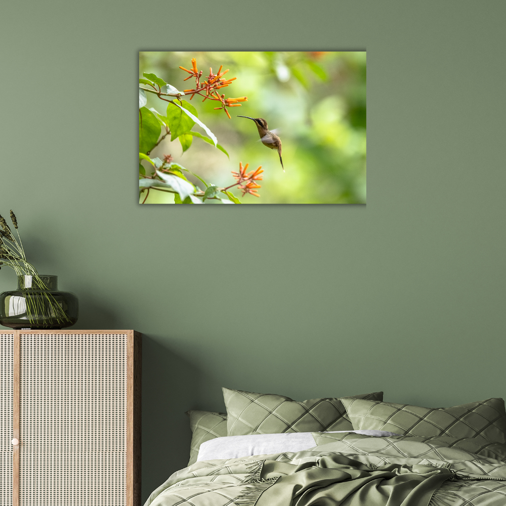 Kolibri (Leinwandprint 60x90cm)