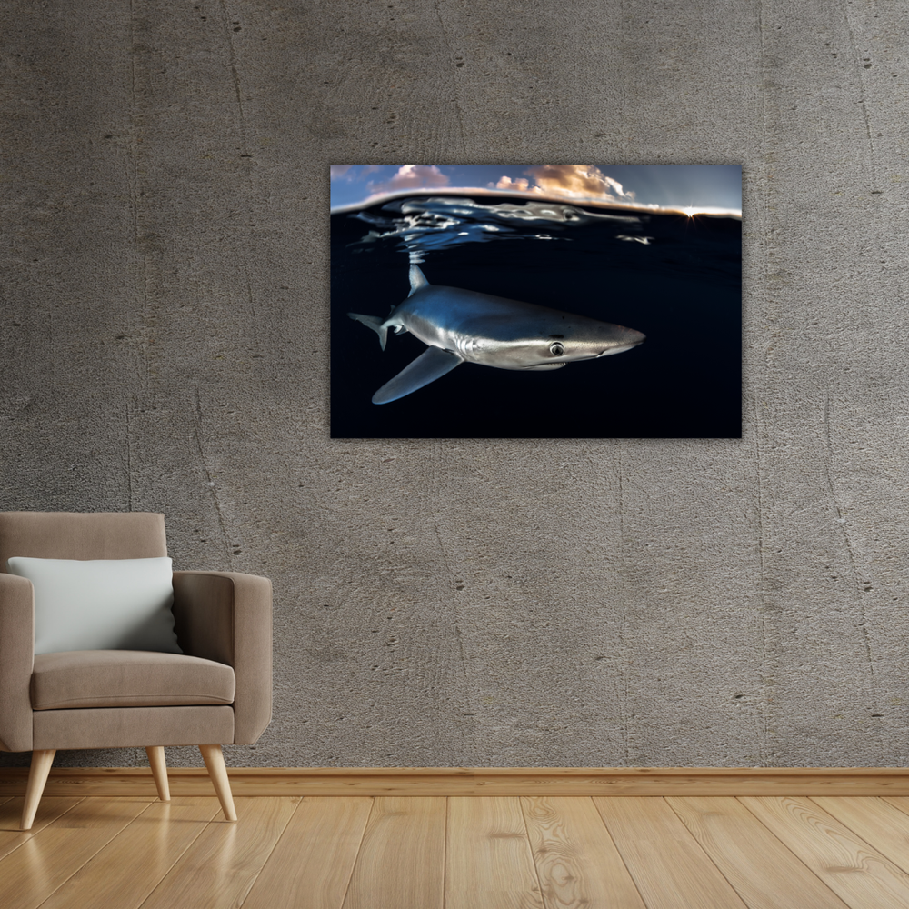 Blauhai 8.0 (Leinwandprint 60x90cm)