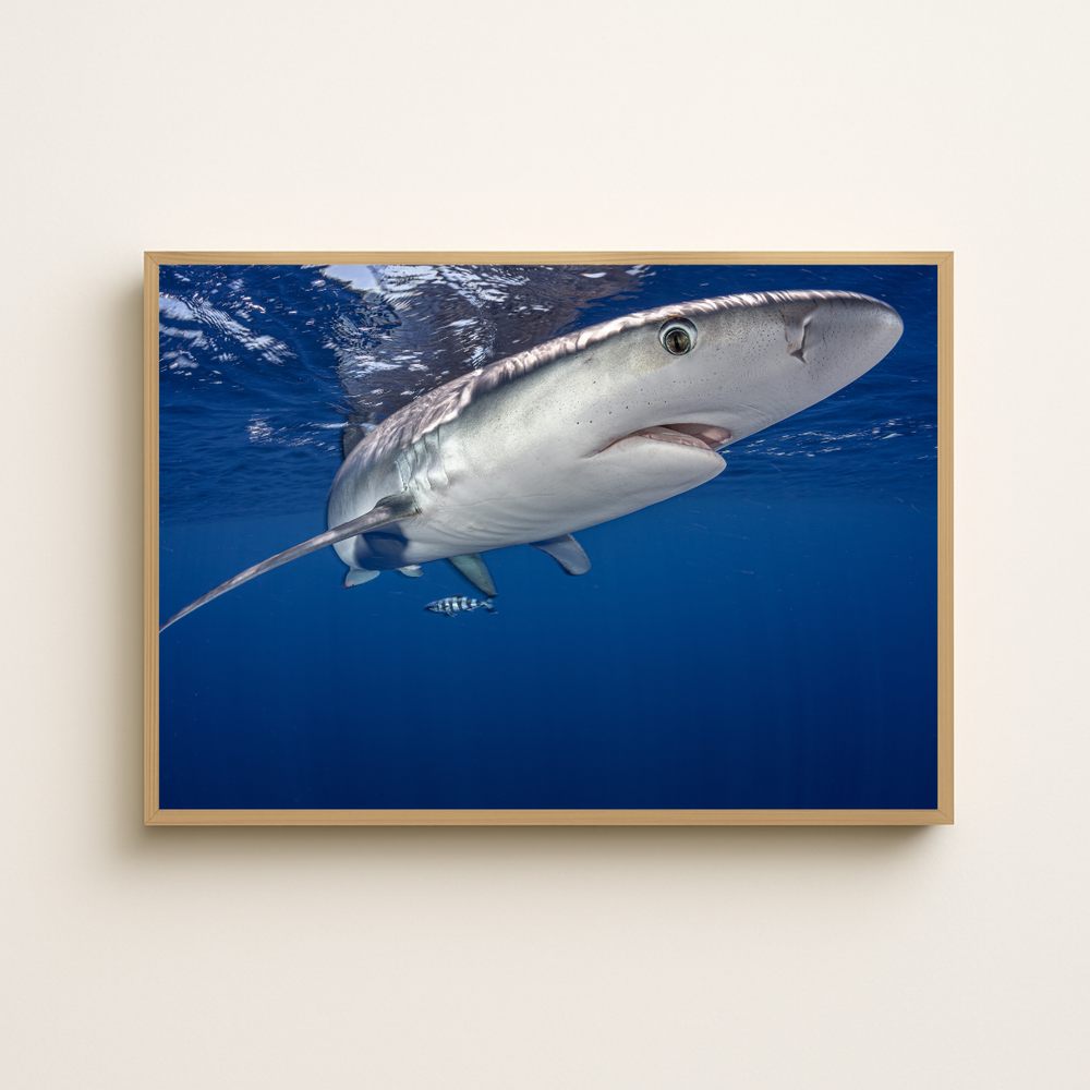 Blauhai 12.0 (Fine Art Print 30x45cm)