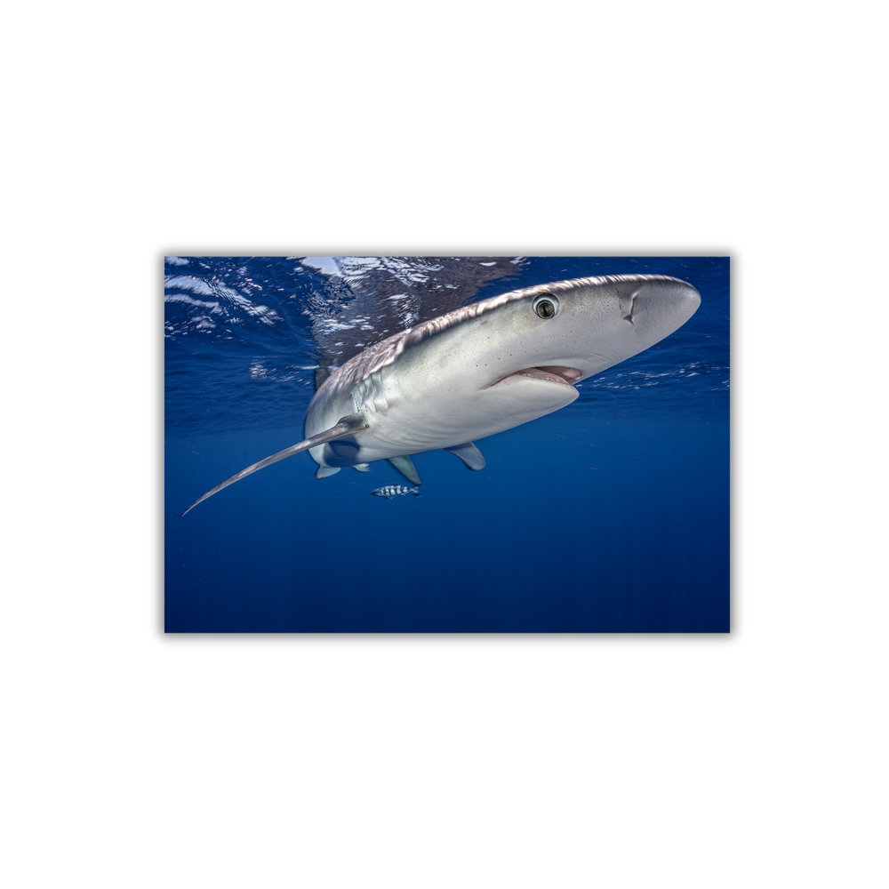 Blauhai 12.0 (Fine Art Print 30x45cm)