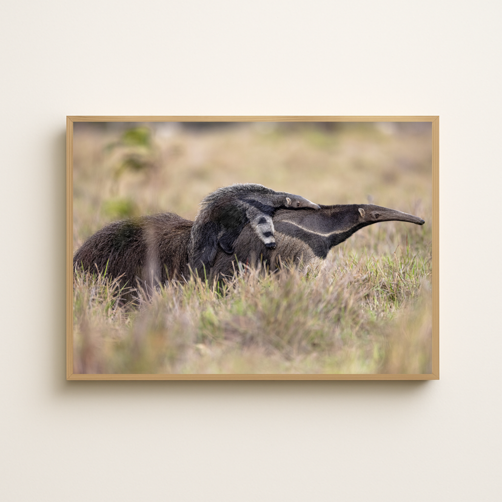 Ameisenbär (Fine Art Print 30x45cm)