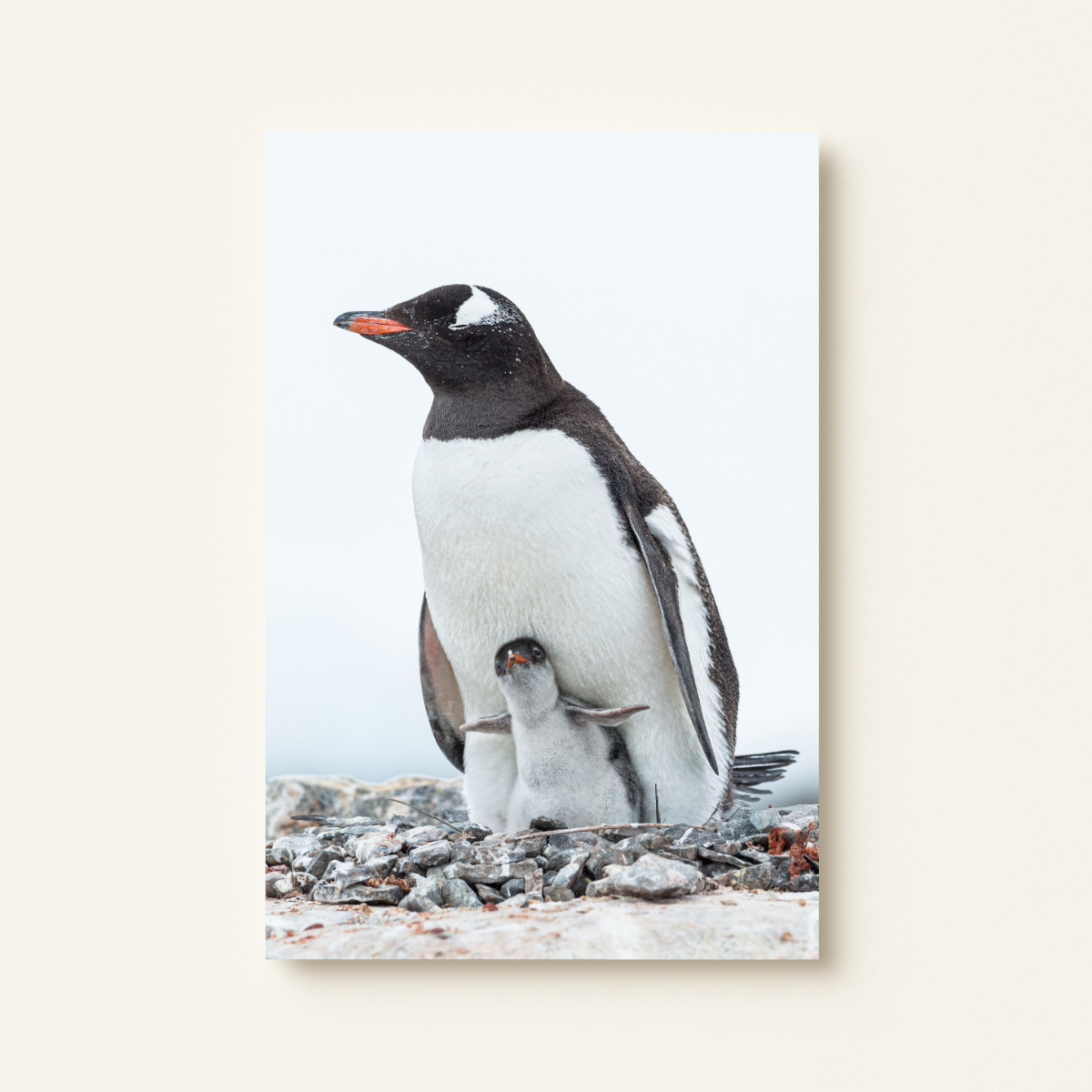 Eselspinguinmutter mit Baby (Leinwandprint 90x60cm)