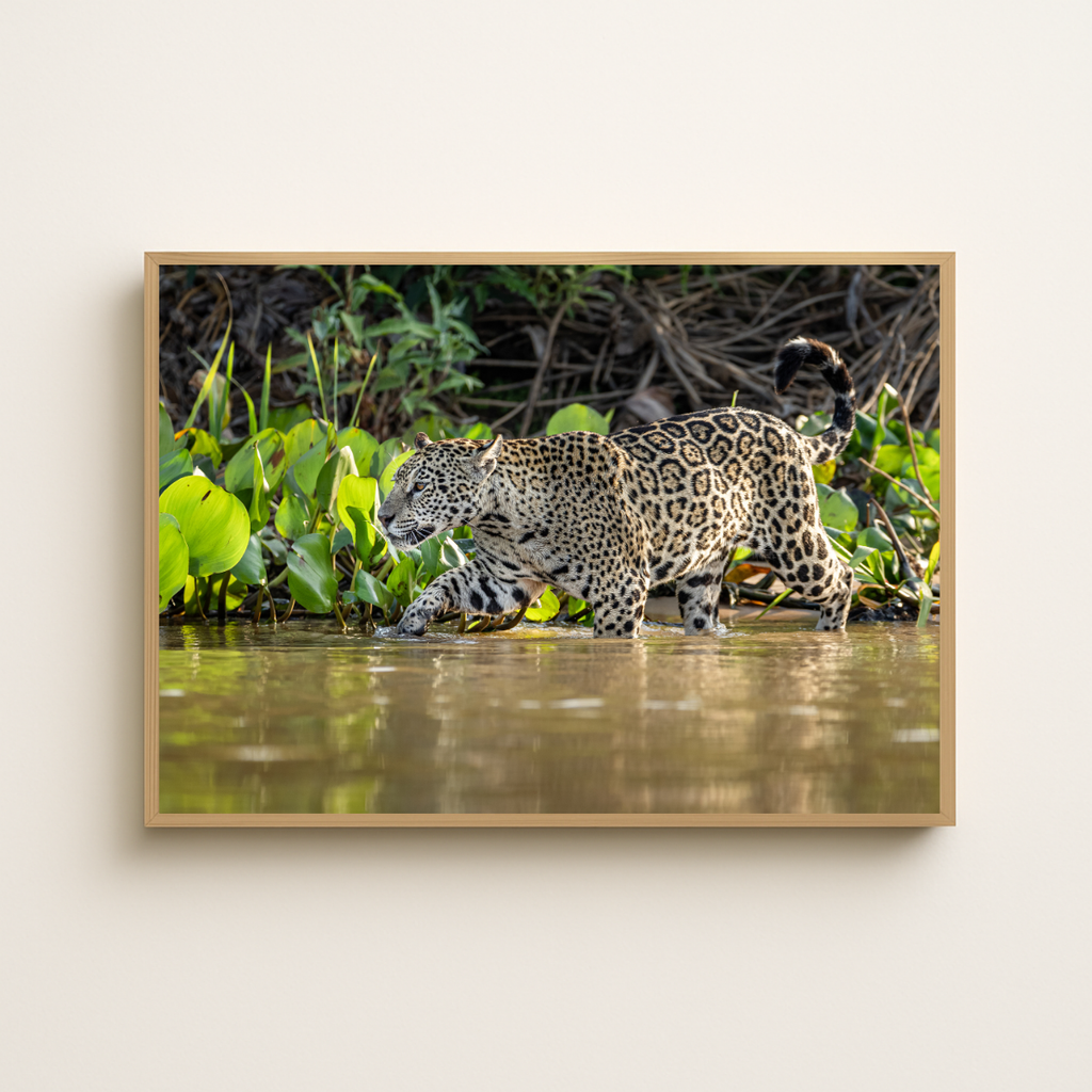 Jaguar (Fine Art Print 30x45cm)