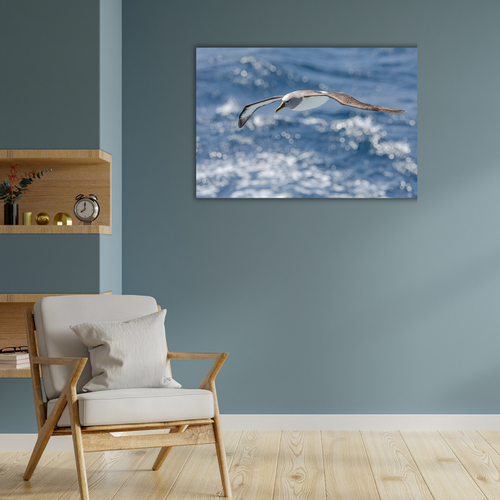 Albatross im Flug  (Leinwandprint 60x90cm)