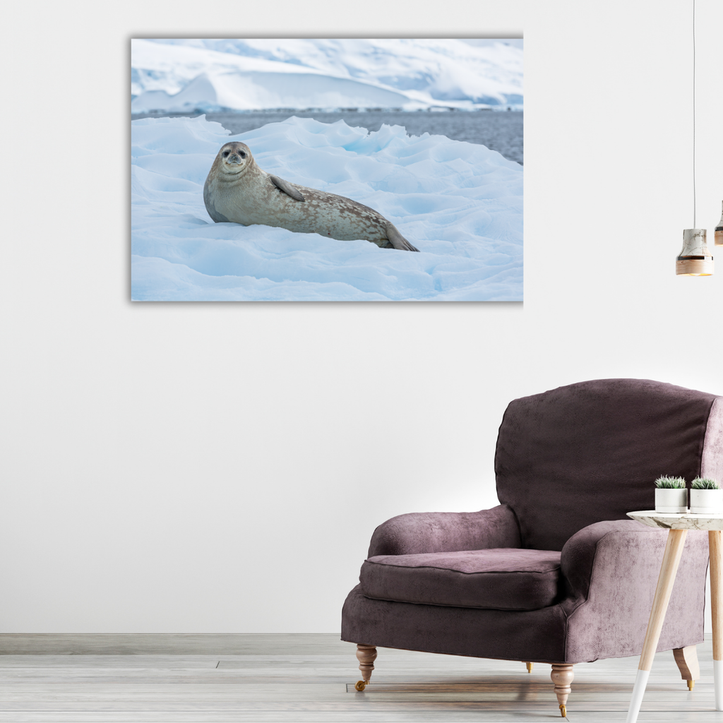 Weddellrobbe (Leinwandprint 60x90cm)