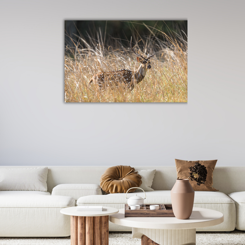 Axishirsch (Leinwandprint 60x90cm)