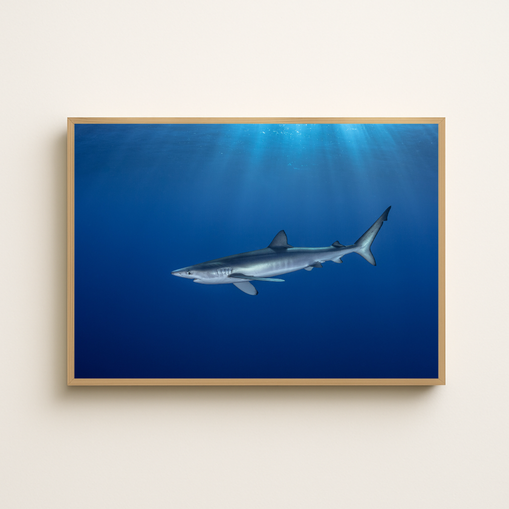 Blauhai 7.0 (Fine Art Print 30x45cm)