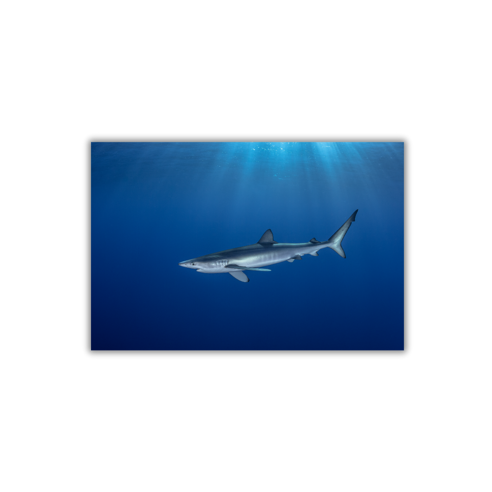 Blauhai 7.0 (Fine Art Print 30x45cm)