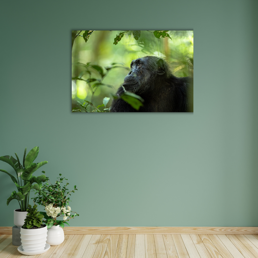 Jugendlicher Berggorilla (Leinwandprint 60x90cm)