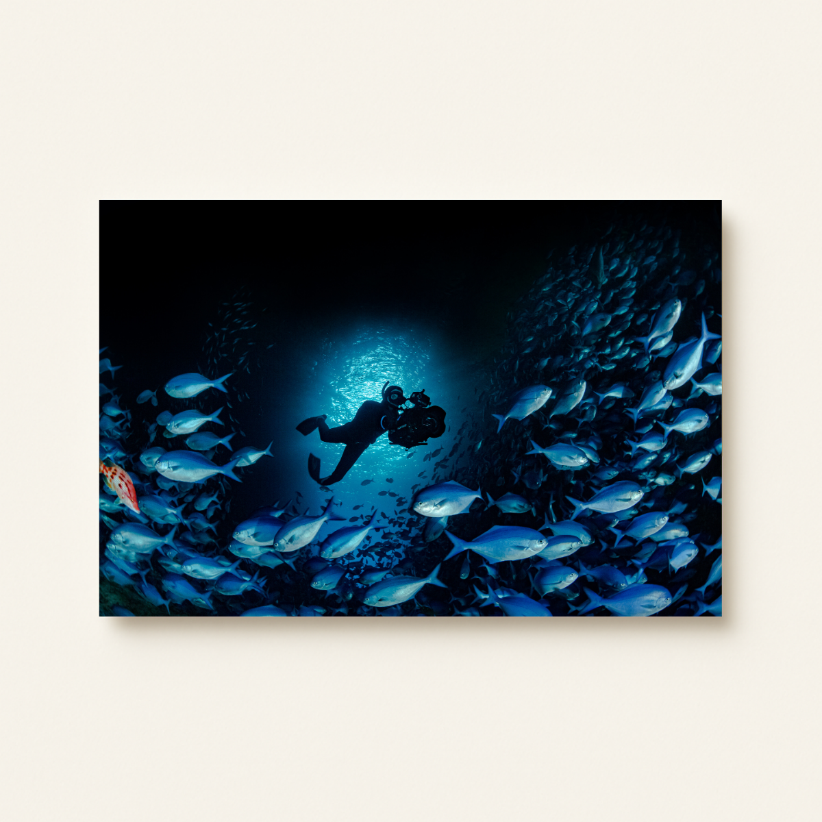 Freediver (Leinwandprint 60x90cm)
