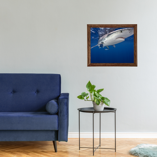 Blauhai 12.0 (Fine Art Print 30x45cm)